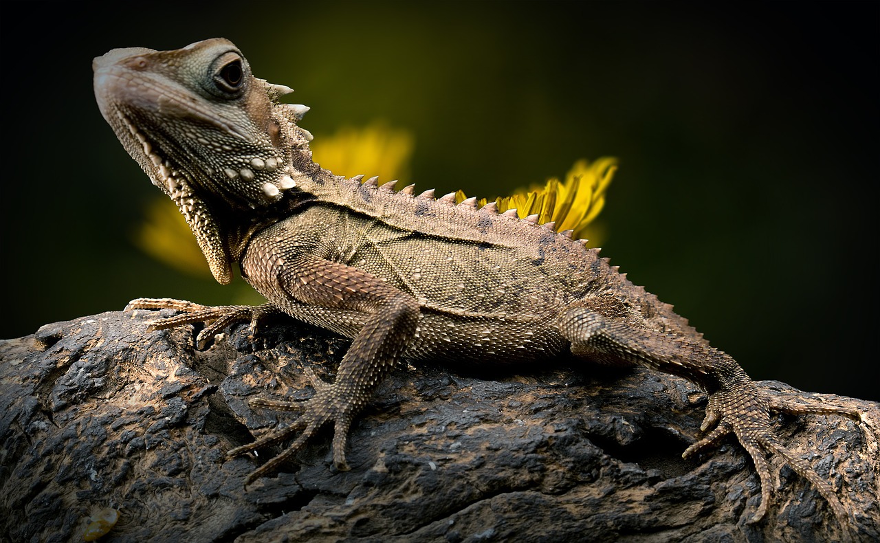 lizard-2427248_1280